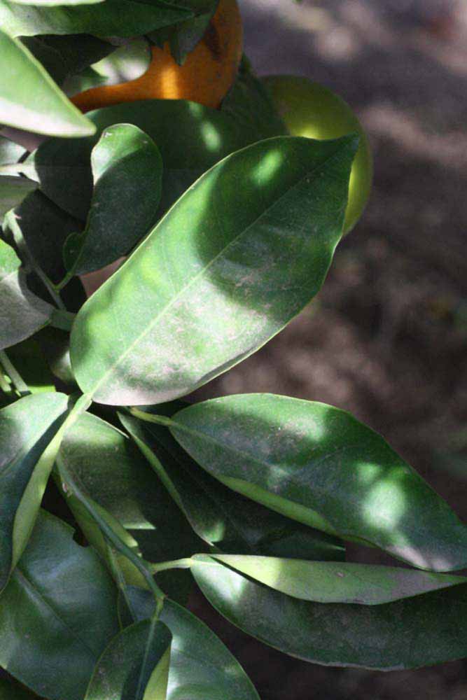              Unifoliolate leaf (Riverside, CA)       